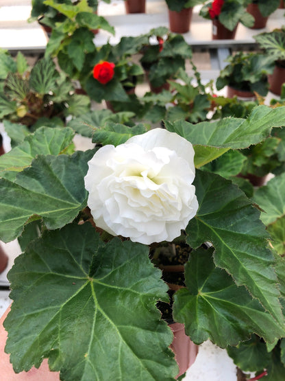 Tuberous Begonia Plants - Stunning Blooms for Shaded Gardens