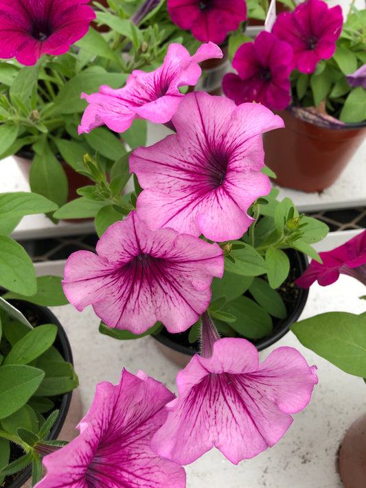 Petunia live plants