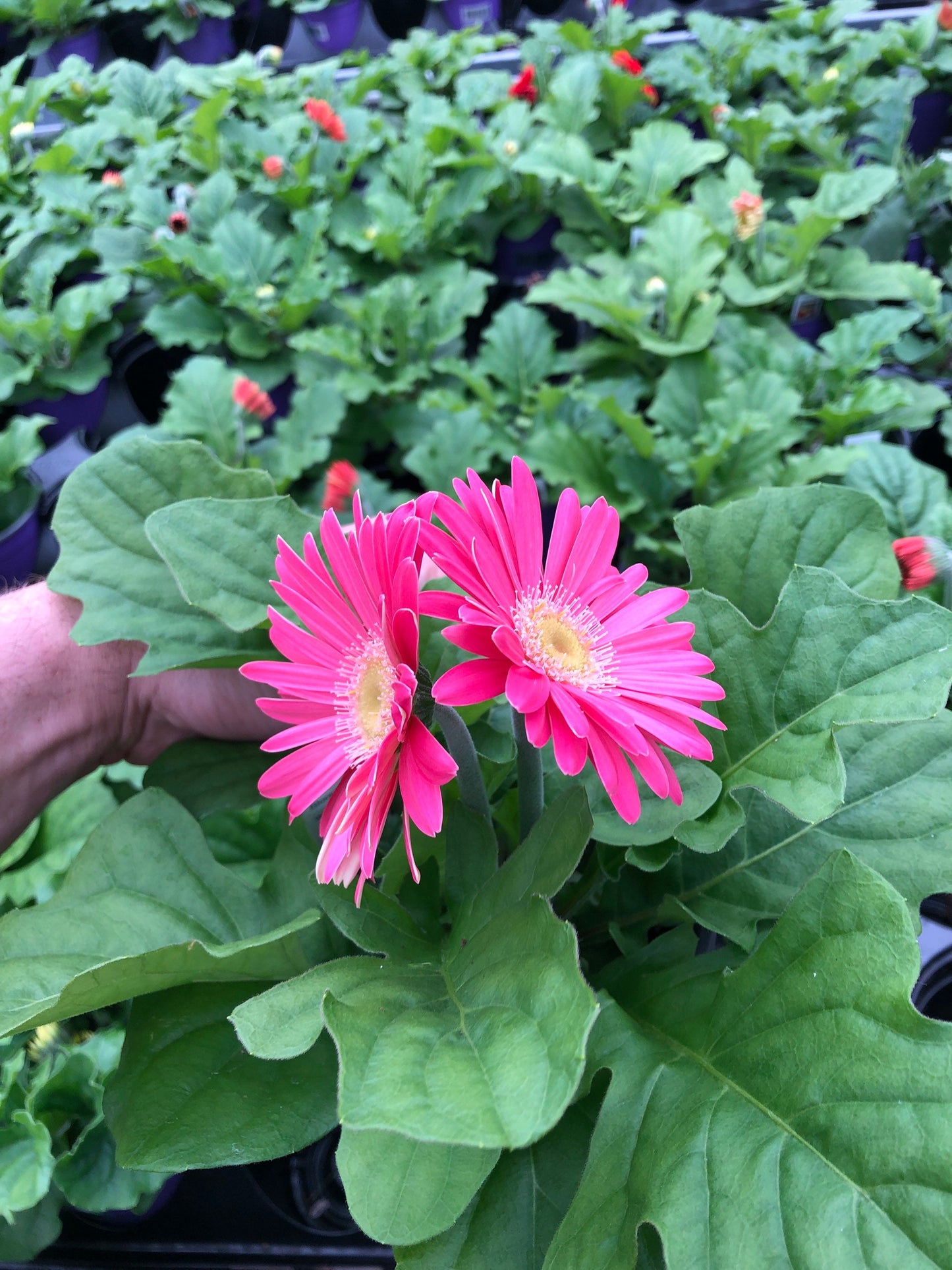 Gerbera Daisies - Add a Splash of Color to Your Garden