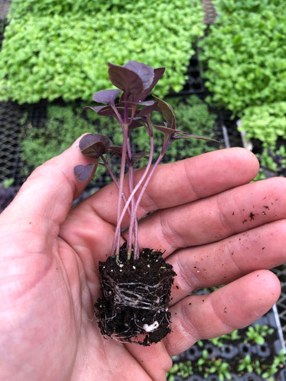 5 Dark purple opal basil starter plant. Ready to plant!