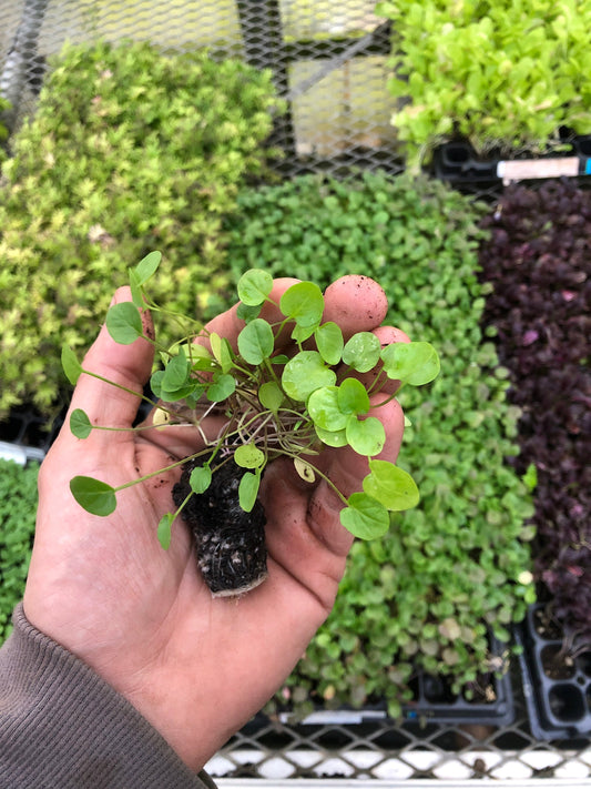 Upland Cress Starter Plants - Set of 5 | Flavorful Greens for Your Garden