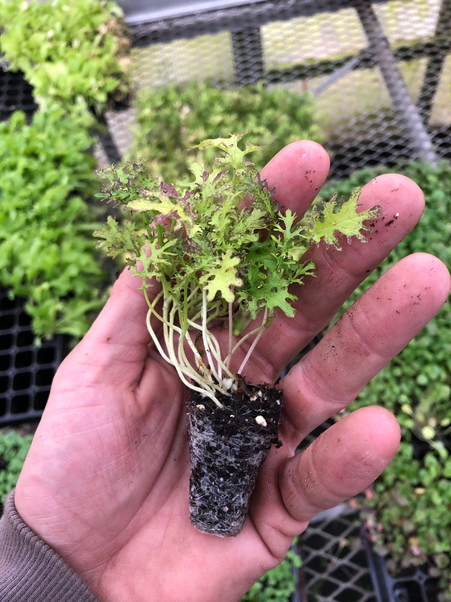 Live 'Scarlet Frills' Salad Greens - 5 Starter Plants ~ Mustard plant