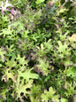 Live 'Scarlet Frills' Salad Greens - 5 Starter Plants ~ Mustard plant