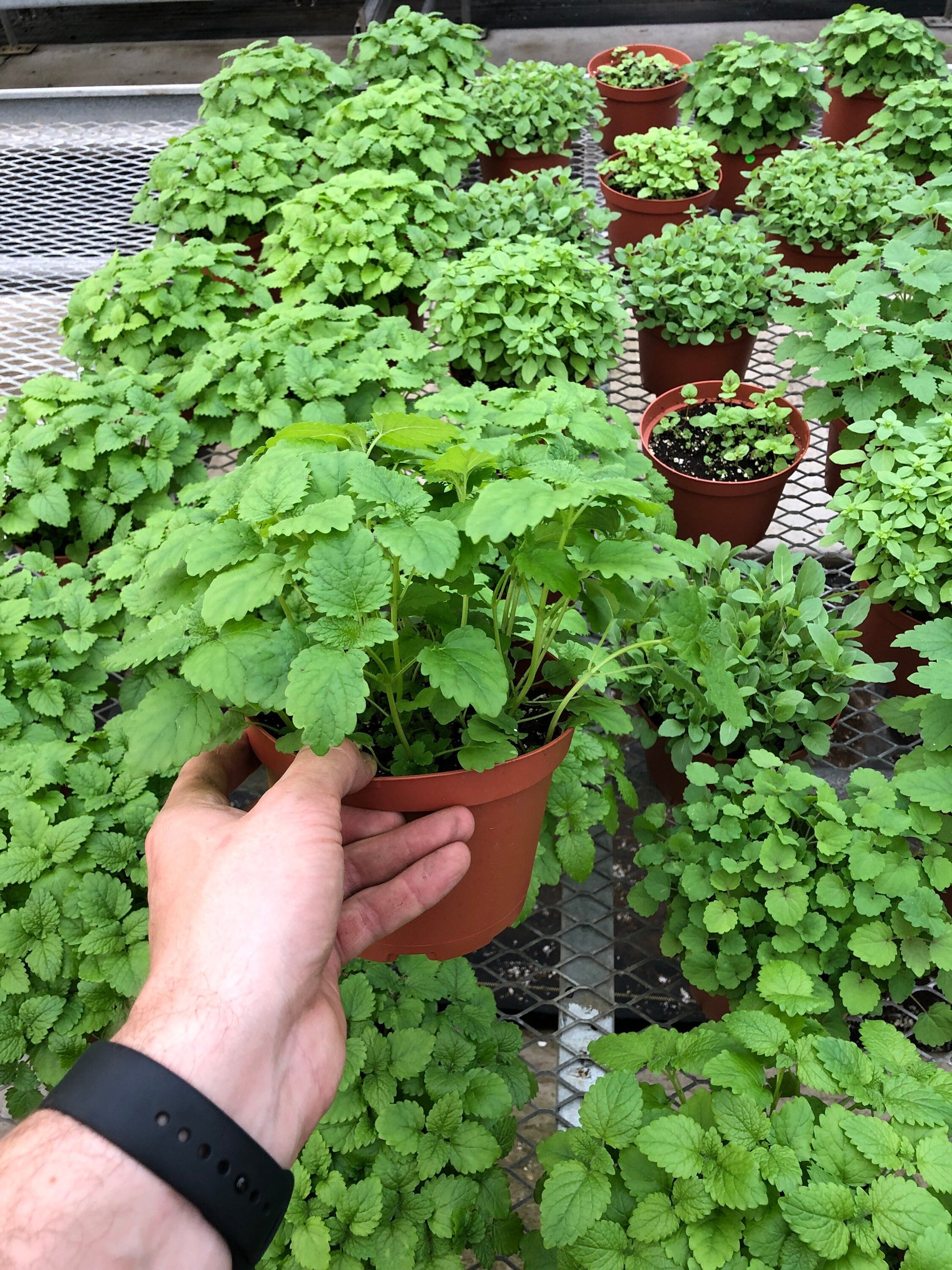 lemon balm potted plant Large Lemon Balm Plant