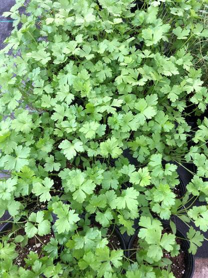 Italian Parsley Live Plant - 4" Pot ~ Fresh Flavor for Your Kitchen ~ Healthy and Large