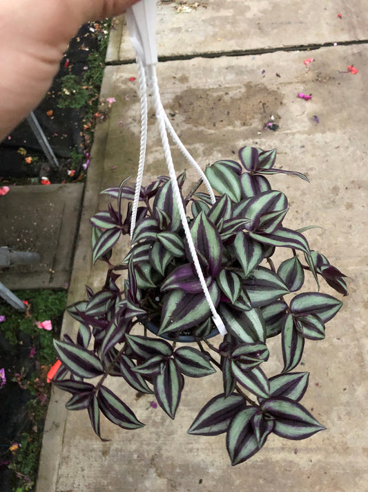 Tradescantia Zebrina “ wandering Jew” hanging basket