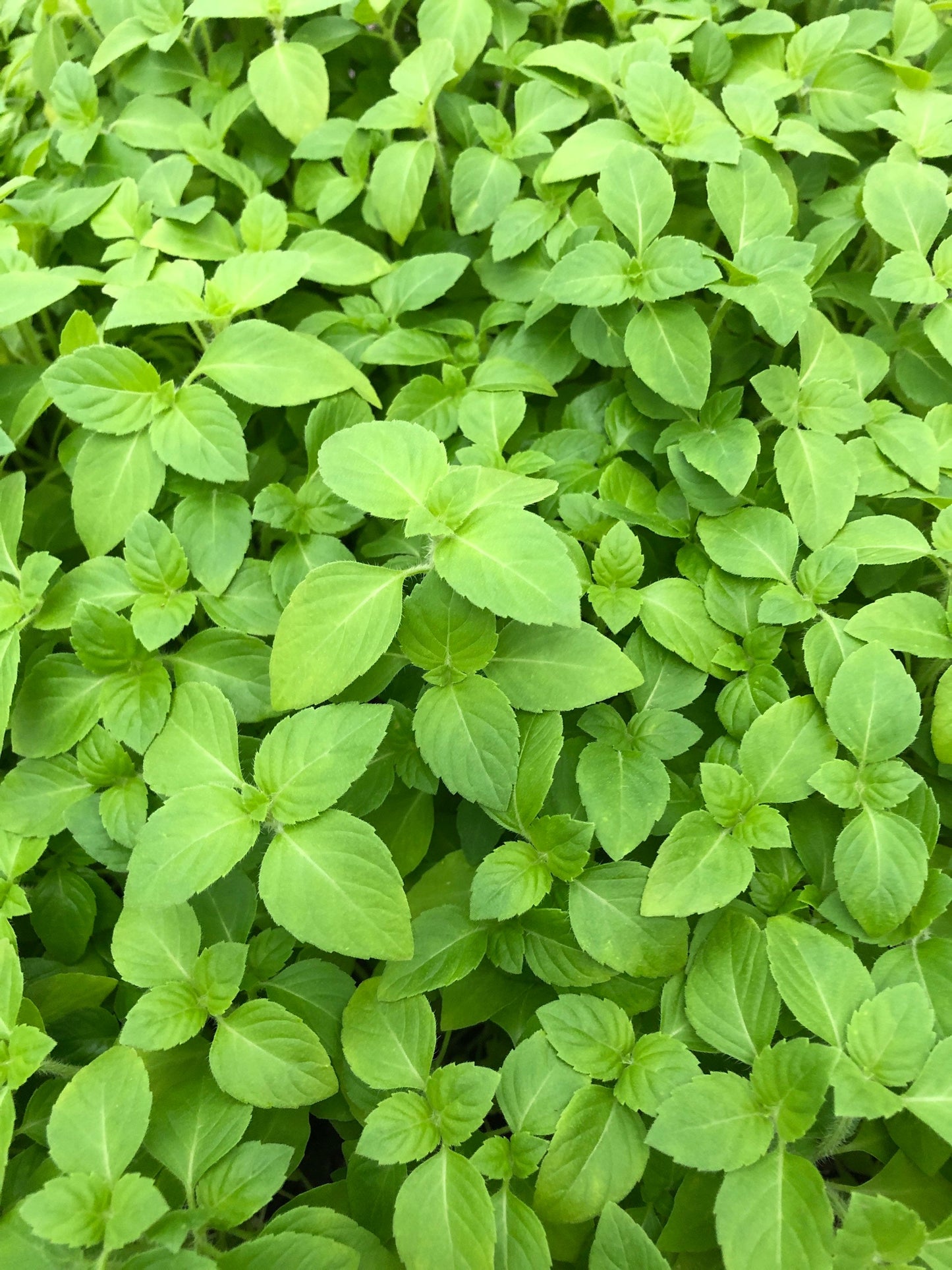 Kapoor Tulsi Basil Seeds - Sacred Herb for Health and Wellness ~ 350+ seeds