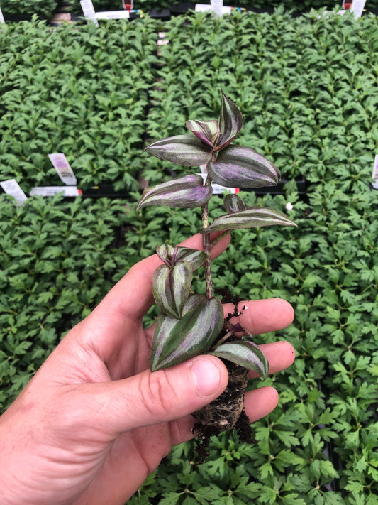 Mini Tradescantia Zebrina live plant wandering jew 3 pack