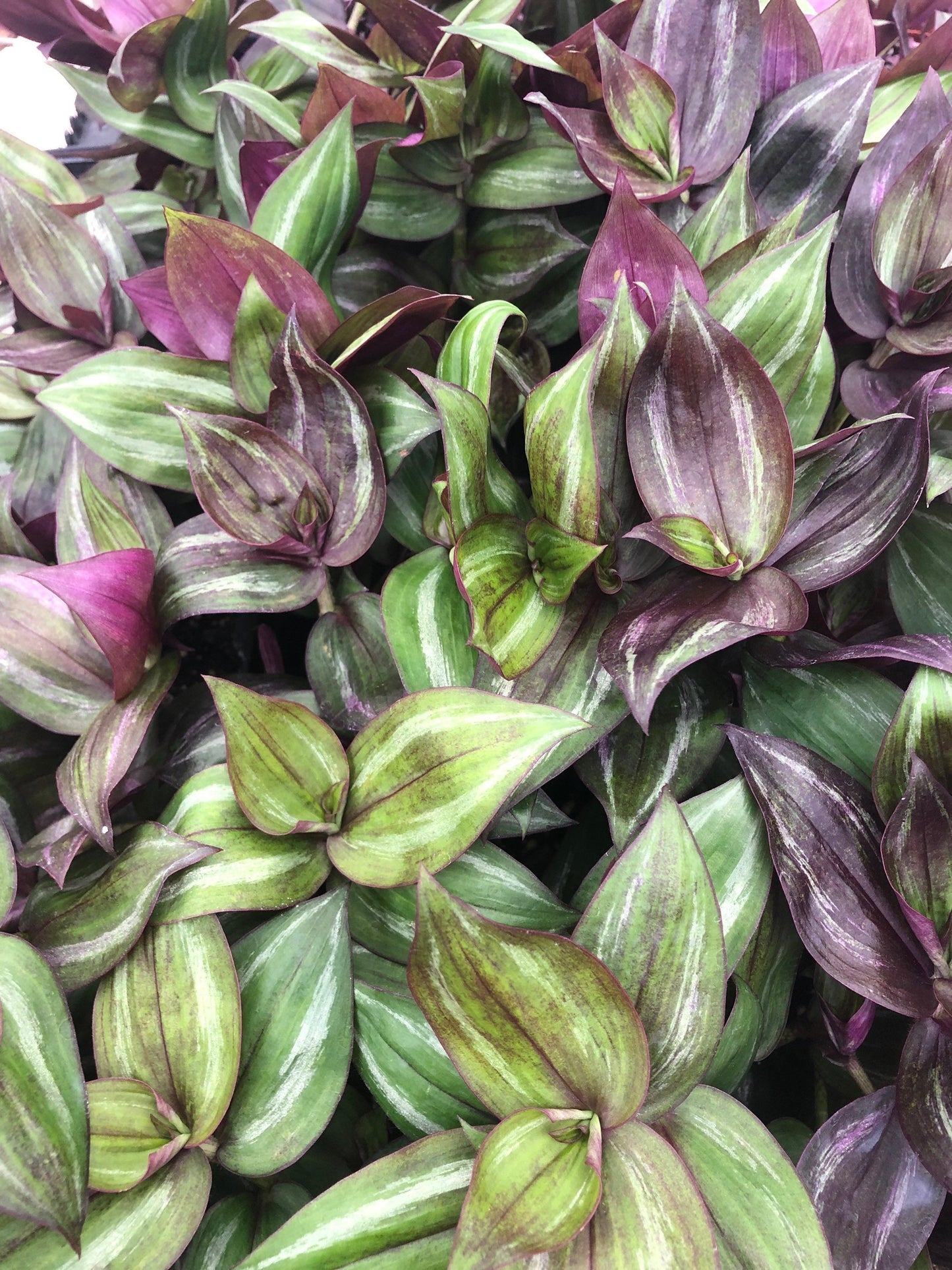 Tradescantia wandering Jew discolor fully rooted live starter plant-3 pack