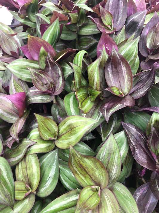 Tradescantia wandering Jew discolor fully rooted live starter plant-3 pack