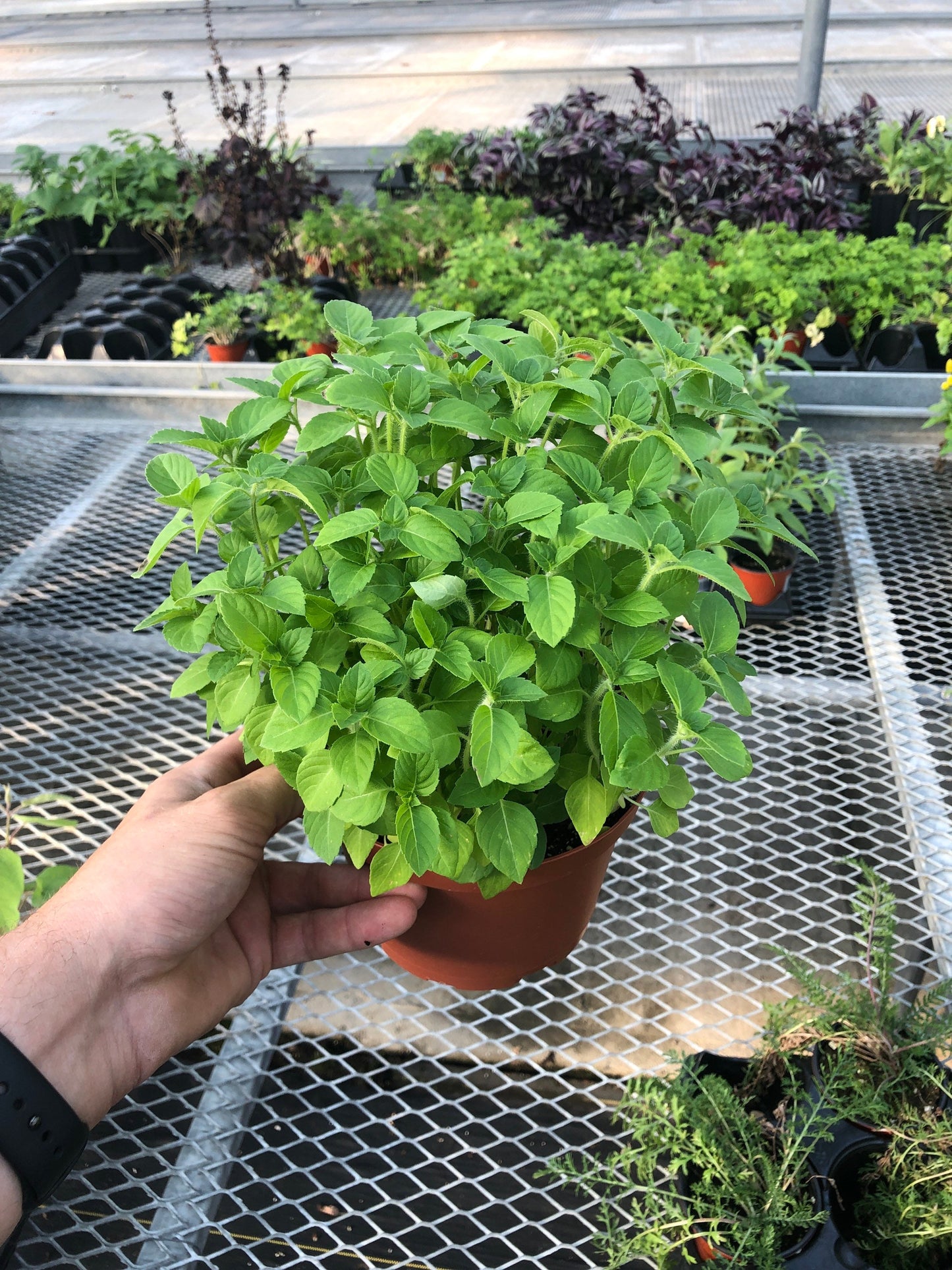 Large Holy Basil "Kapoor Tulsi" - Sacred Herb for Health and Wellness