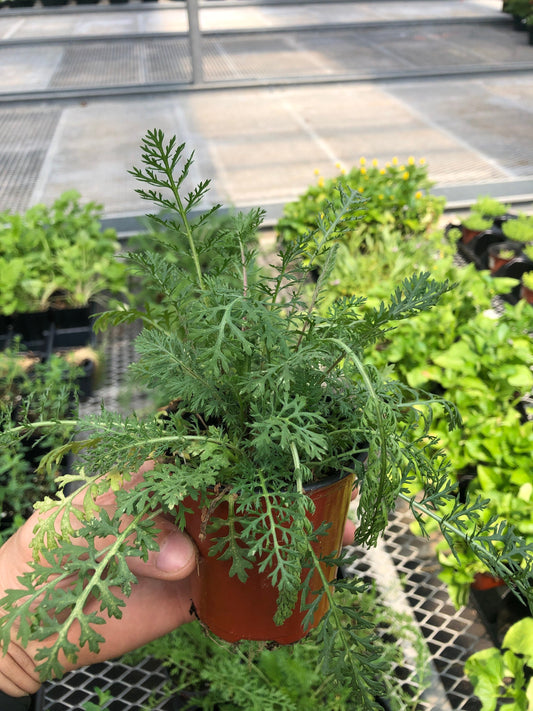 Roman Chamomile Plants ~ perennial