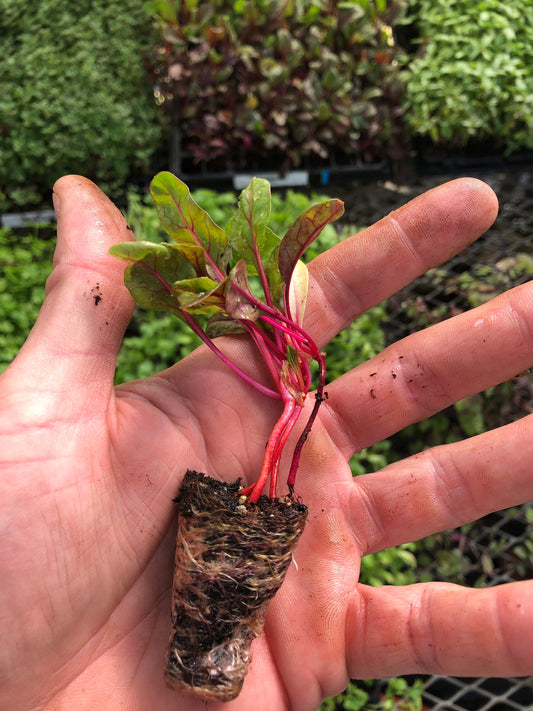 Rainbow Swiss Chard Starter Plants - Set of 5 | Colorful Addition to Your Garden