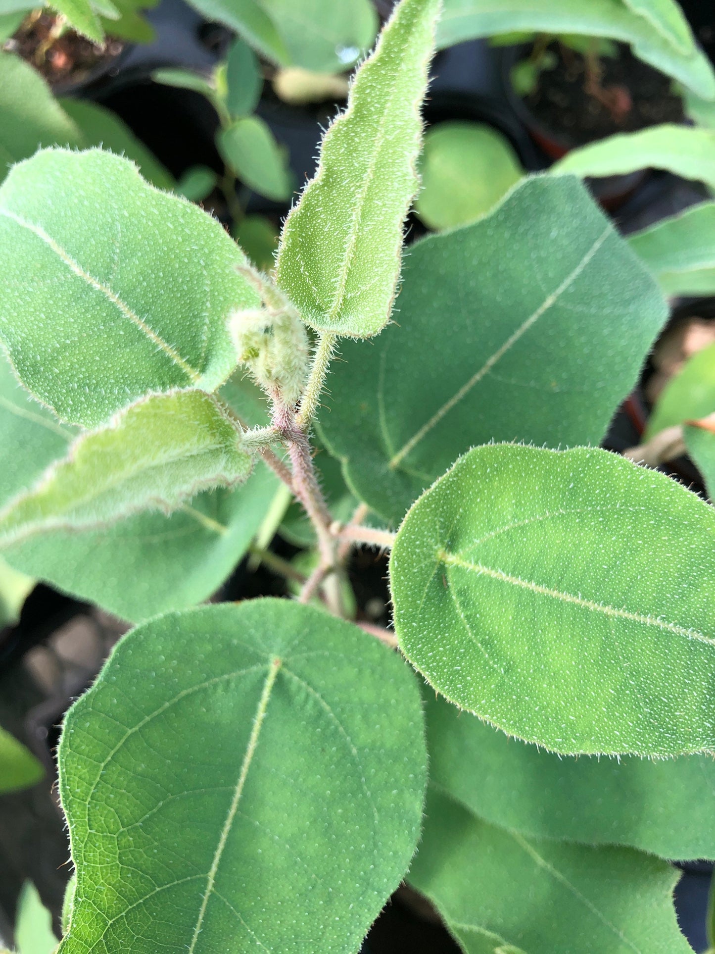 Eucalyptus Lemon Gum Plant - Refreshing Aroma and Stunning Foliage