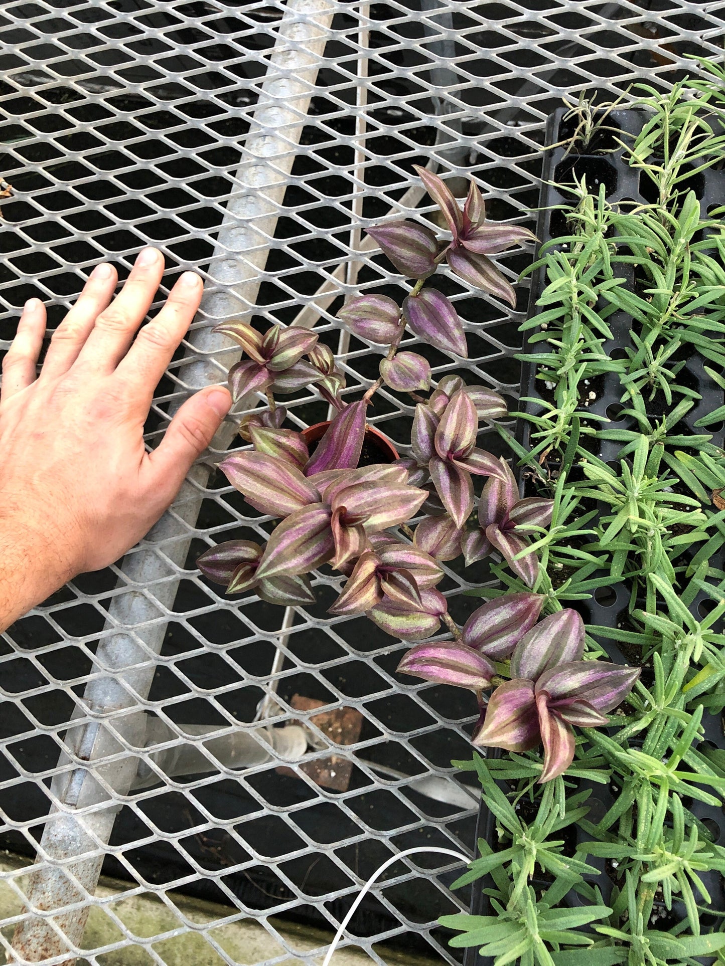 Tradescantia Zebrina mini ~ live potted plant ~ Wandering Jew Mini ~ vibrant color