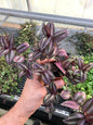 Tradescantia Zebrina mini ~ live potted plant ~ Wandering Jew Mini ~ vibrant color