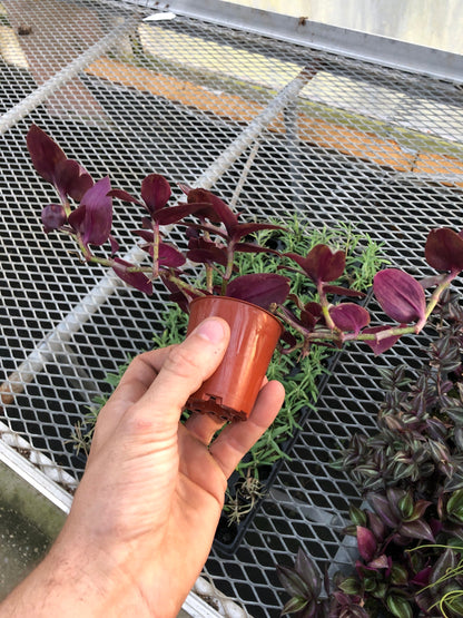 Tradescantia Zebrina mini ~ live potted plant ~ Wandering Jew Mini ~ vibrant color