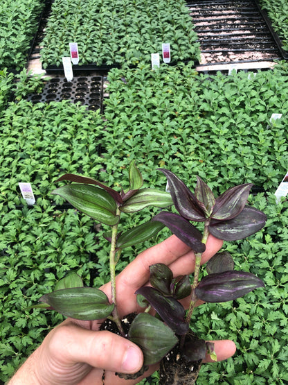 Tradescantia wandering Jew discolor fully rooted live starter plant-3 pack