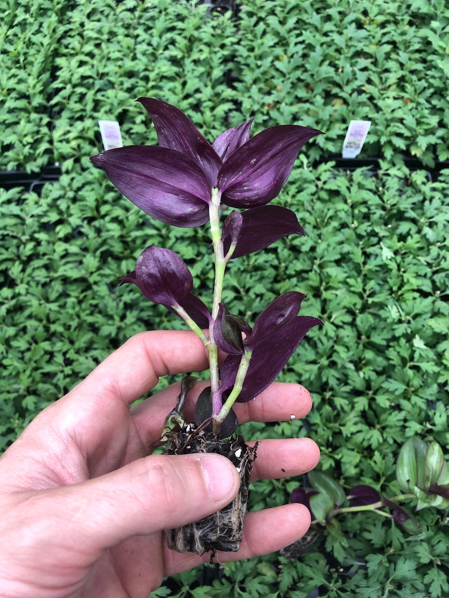 Tradescantia wandering Jew discolor fully rooted live starter plant-3 pack