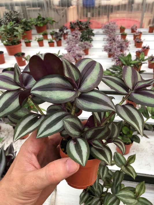 Wandering Jew live plant in 2” pot tradescantia