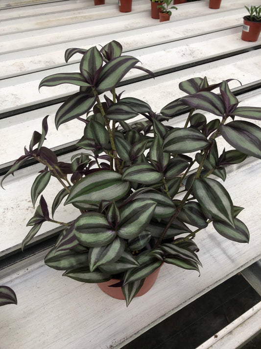 Wandering Jew tradescantia Zebrina potted live plants 4"