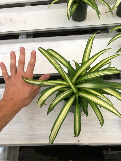 Hawaiian Spider Plant - Tropical Elegance and Easy Care