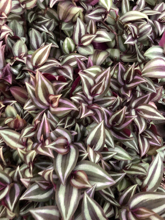 Tradescantia rooted cutting mix pack - 10 pieces - wandering Jew Zebrina, Red Gem, Discolor and Bolivian