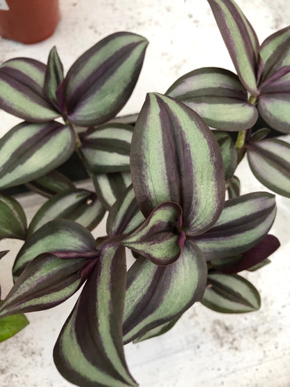 Wandering Jew live plant in 2” pot tradescantia