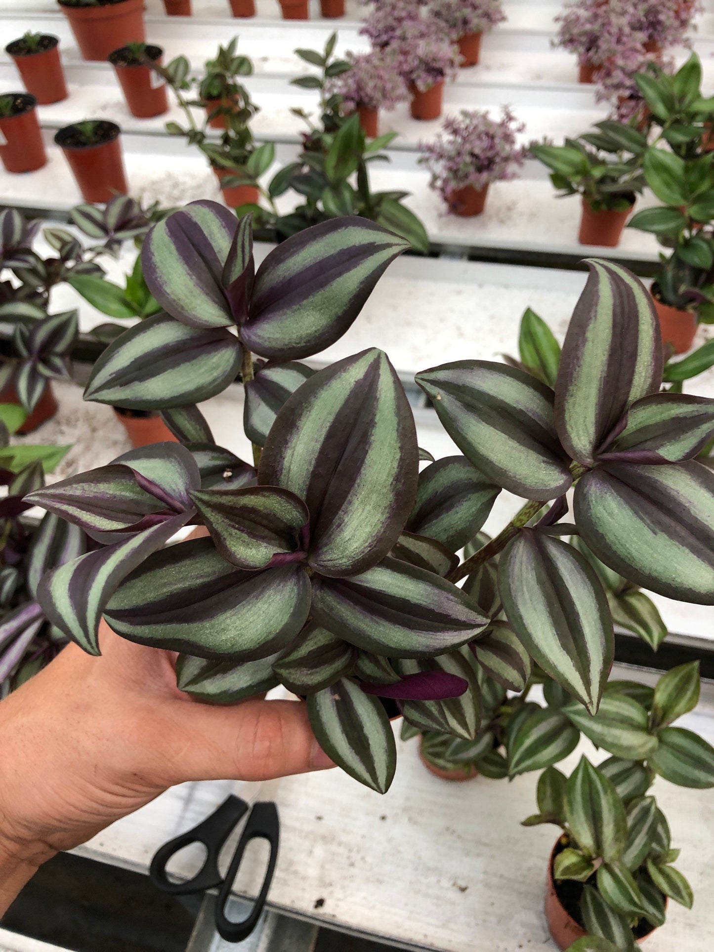 Wandering Jew live plant in 2” pot tradescantia