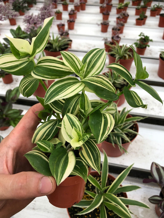 Tradescantia Fluminensis Variegata Live Plant - 2.5" Pot | Lush Variegated Foliage