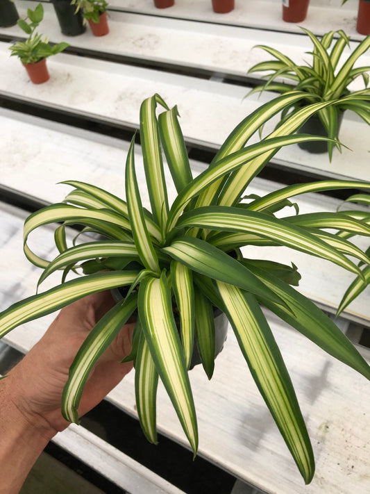 Hawaiian Spider Plant - Tropical Elegance and Easy Care