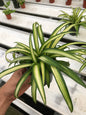 Hawaiian Spider Plant - Tropical Elegance and Easy Care
