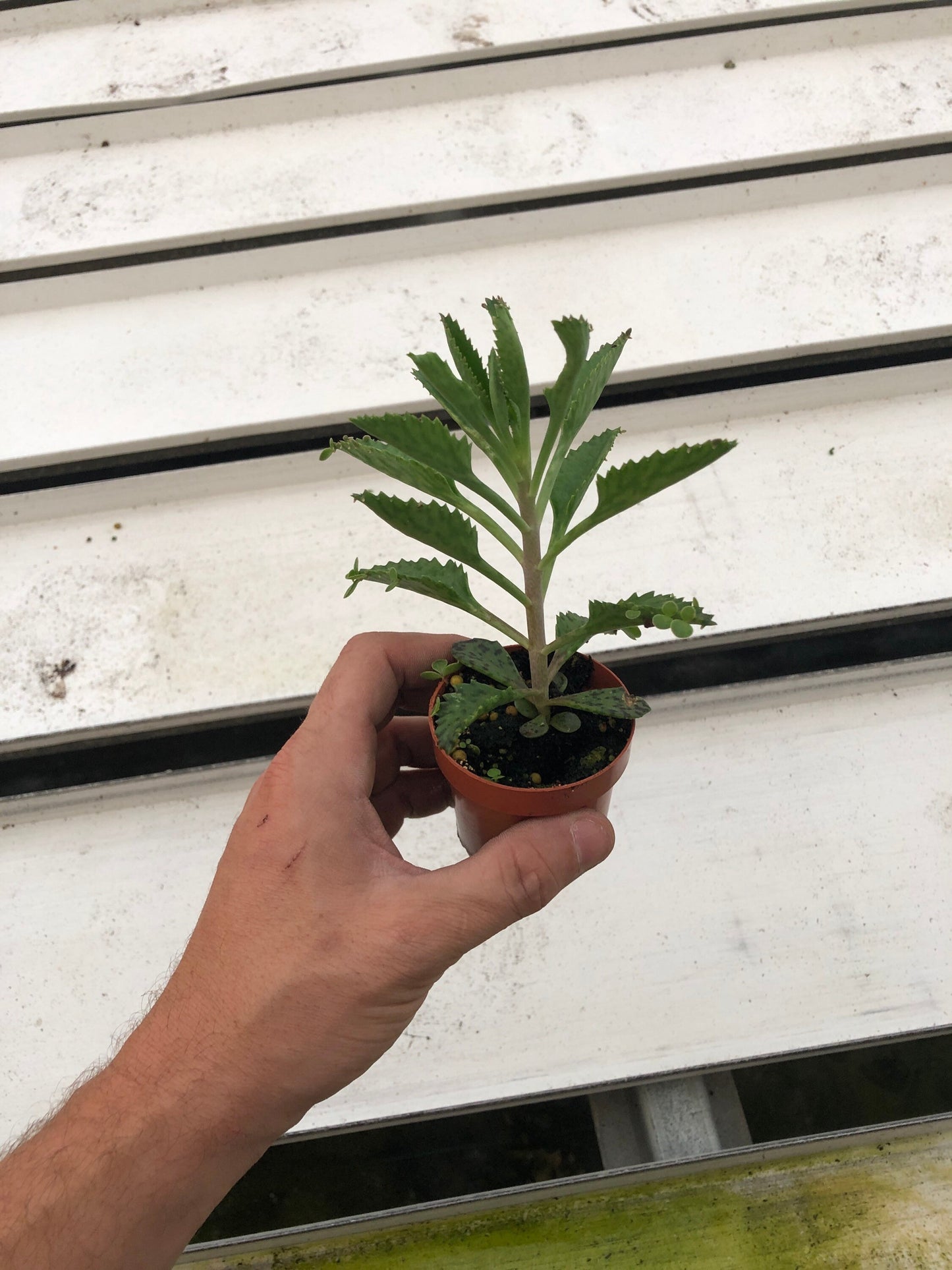 Mother of thousands live plant houseplant