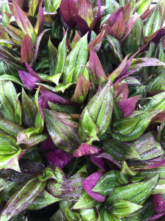 Wandering Jew Tradescantia Zebrina "Discolor Green" - 5 Rooted Starter Plants