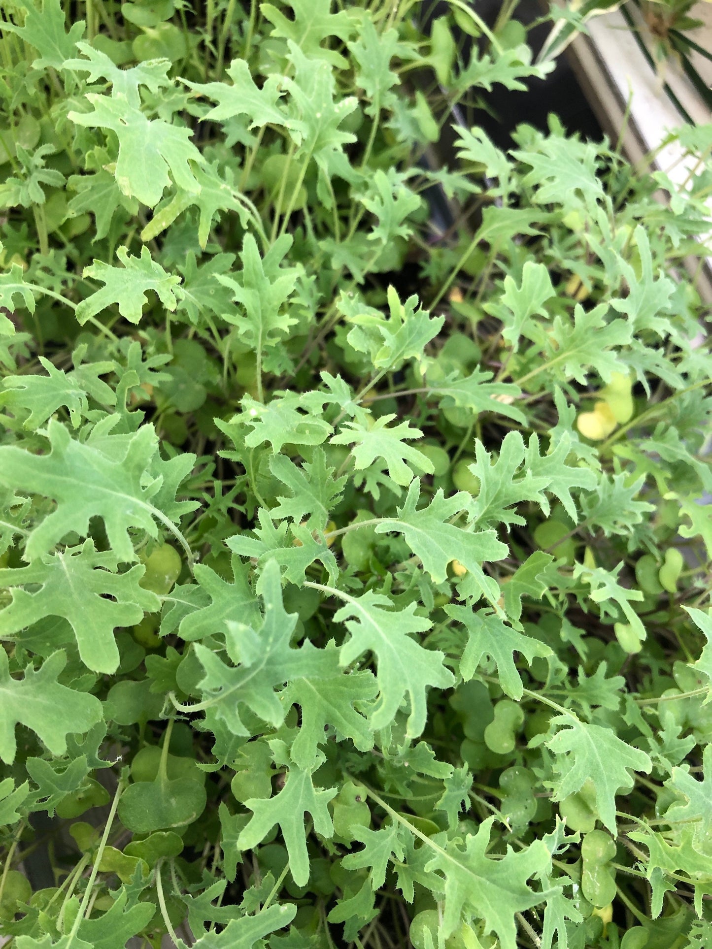 20-Piece Heirloom Kale Mix Pack - Grow a Kaleidoscope of Kale