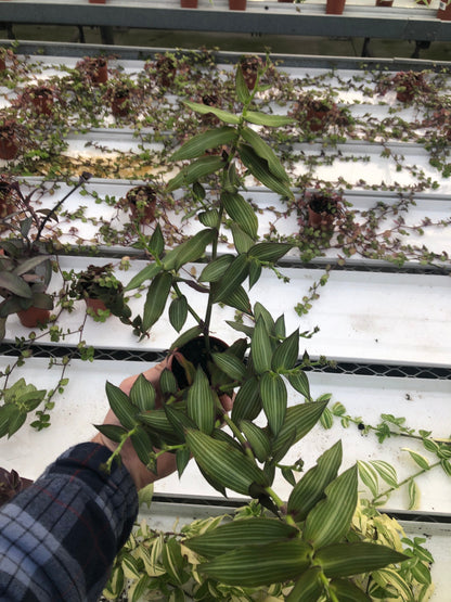 Tradescantia Callisia Elegans in Nursery Pot | Elegant Foliage for Indoor Beauty ~ Striped green wandering jew