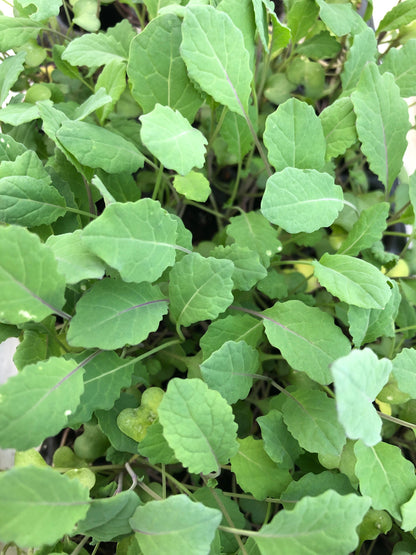 20-Piece Heirloom Kale Mix Pack - Grow a Kaleidoscope of Kale