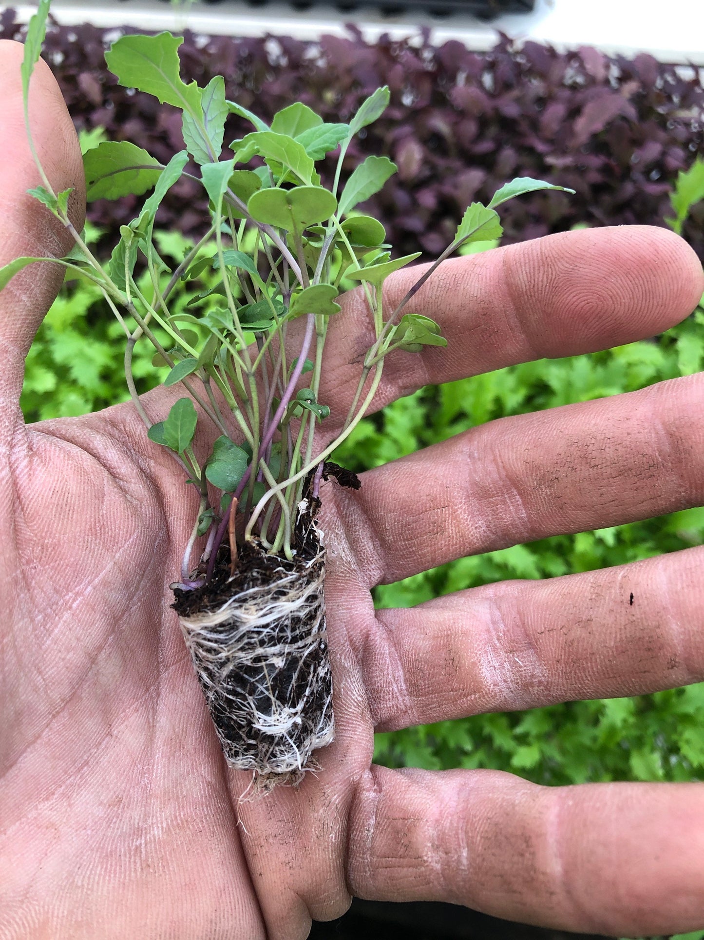 20-Piece Heirloom Kale Mix Pack - Grow a Kaleidoscope of Kale