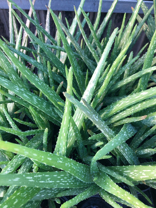 Lush Aloe Vera Plant - Nature's Healing Gift