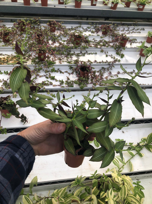 Tradescantia Callisia Elegans in Nursery Pot | Elegant Foliage for Indoor Beauty ~ Striped green wandering jew