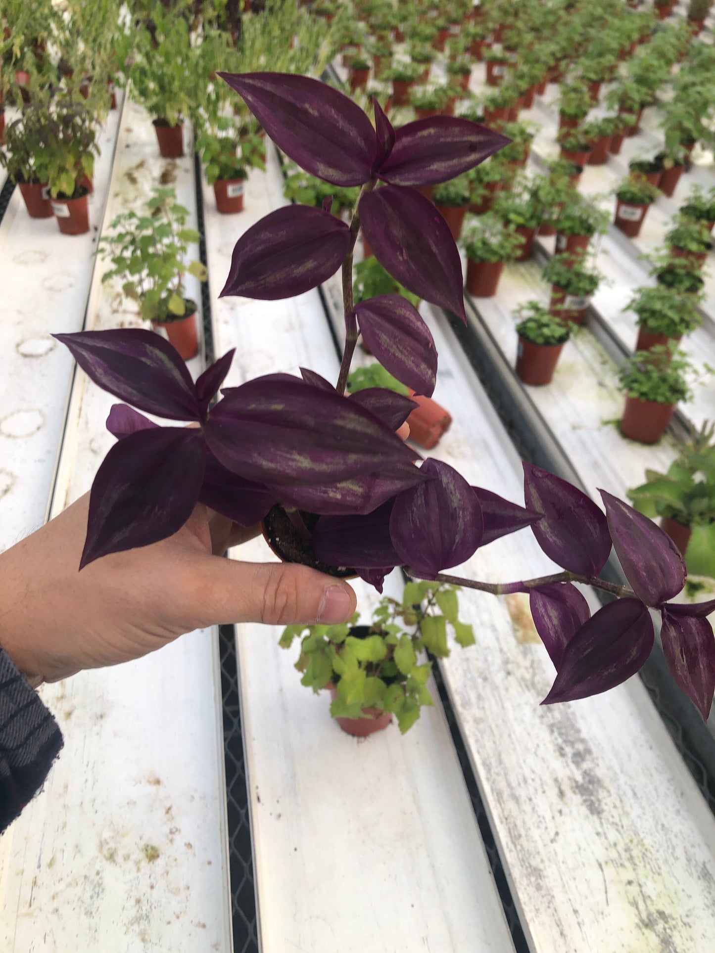 Tradescantia Zebrina Burgundy | Striking Foliage for Indoor Elegance ~ Burgundy Wandering jew