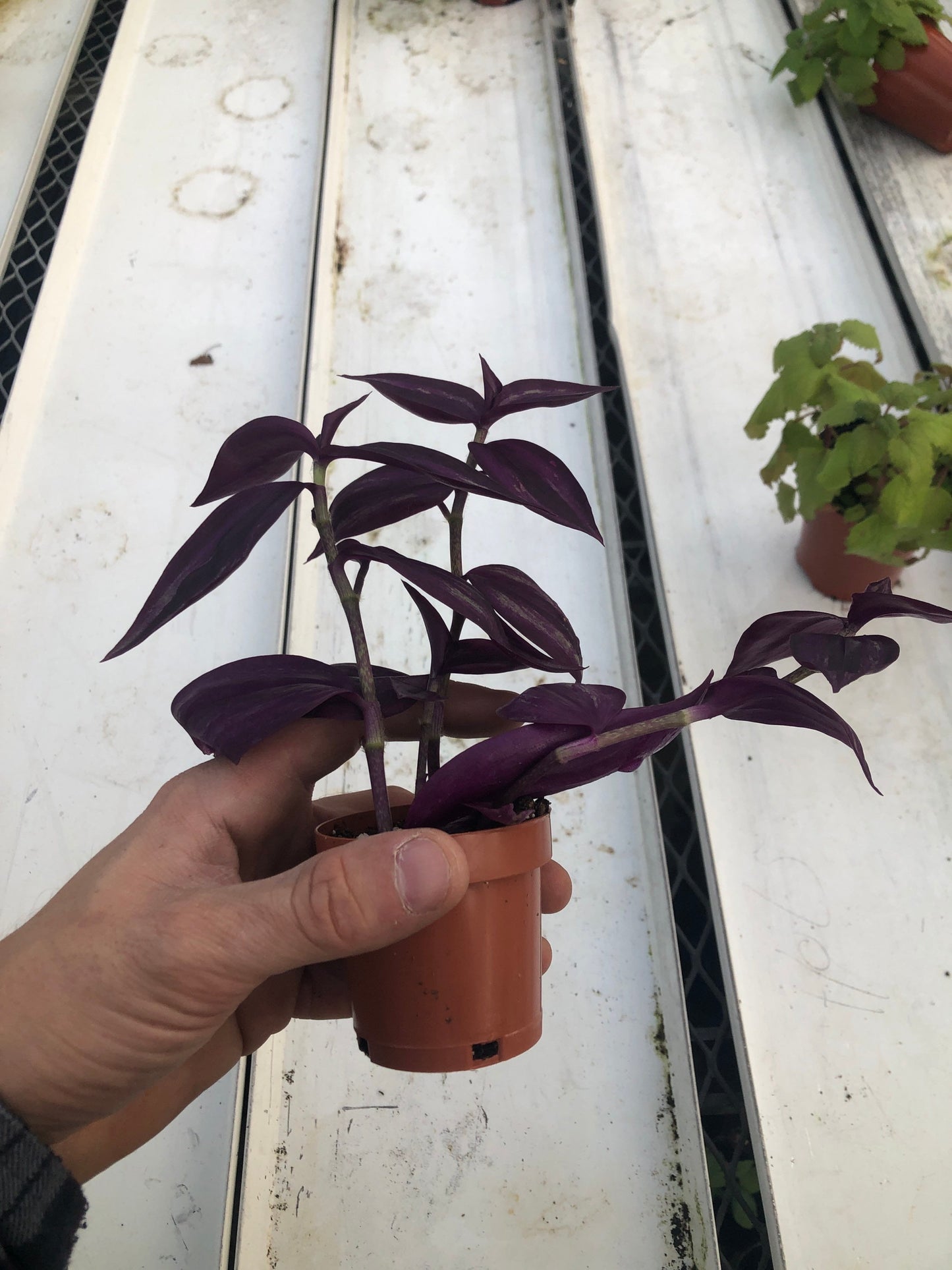 Tradescantia Zebrina Burgundy | Striking Foliage for Indoor Elegance ~ Burgundy Wandering jew