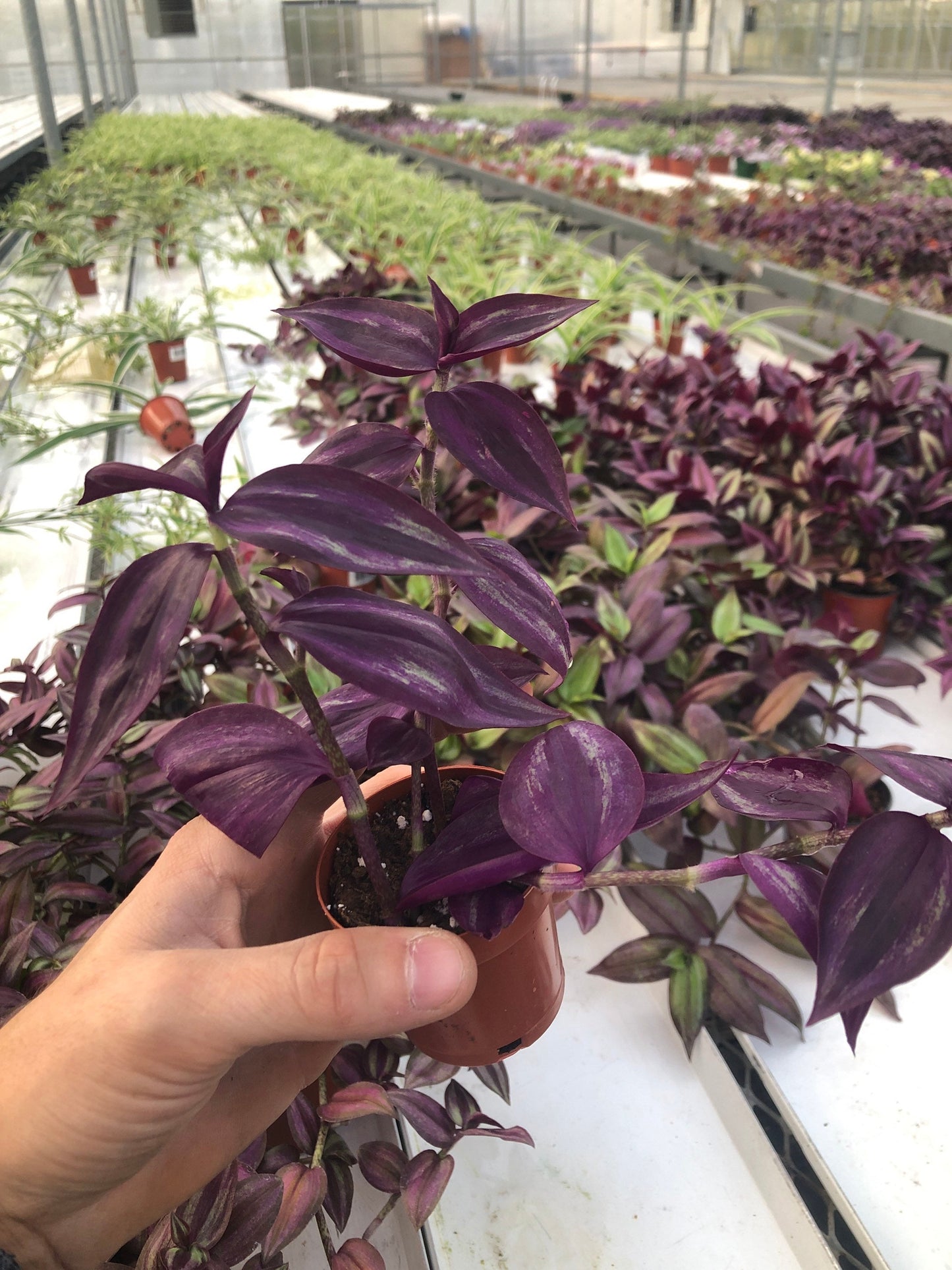 Tradescantia Zebrina Burgundy | Striking Foliage for Indoor Elegance ~ Burgundy Wandering jew