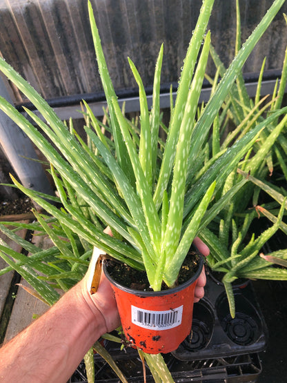 Lush Aloe Vera Plant - Nature's Healing Gift