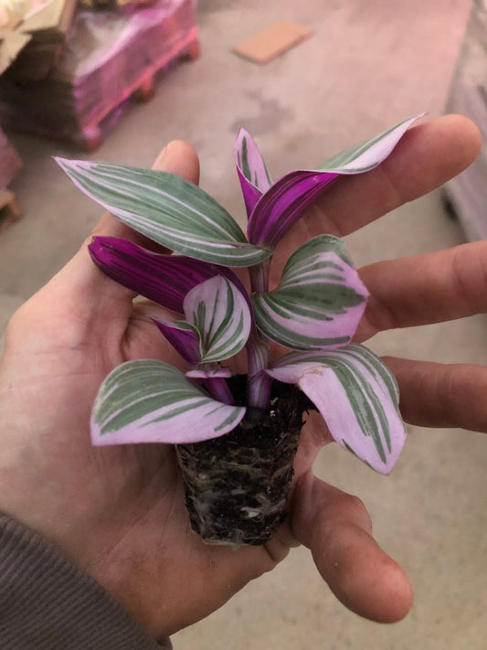 Tradescantia Nanouk ~ Bubble gum wandering Jew ~ pink inchplant ~ 2 large fully rooted starter plants Free shipping