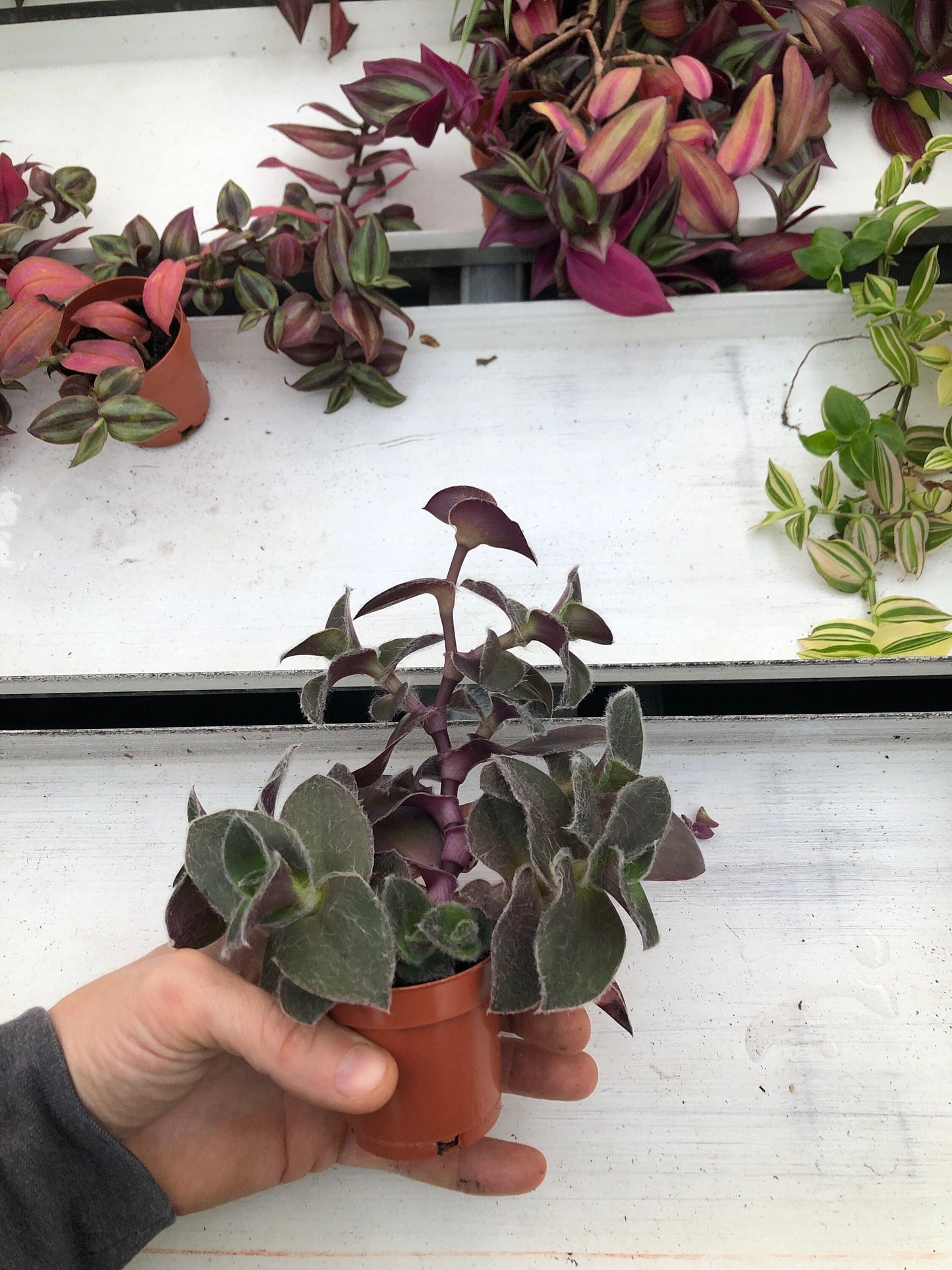 Tradescantia pale puma ~ wandering Jew ~ Rare spiderwort ~ live purple inchplant~ purple plant