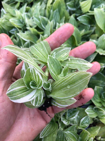 6 Tradescantia Nanouk ~ Bubble gum wandering Jew and Tradescantia Sanna - rare inchplant ~ large fully rooted starter plants Free shipping