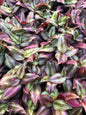 Wandering Jew Zebrina silver ~ fully rooted cuttings ~ tradescantia starter plants ~ rare inchplant