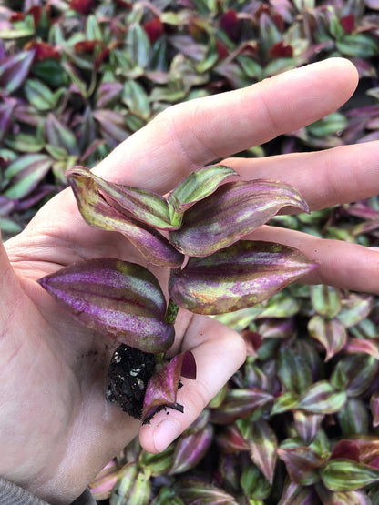 Wandering Jew Zebrina silver ~ fully rooted cuttings ~ tradescantia starter plants ~ rare inchplant