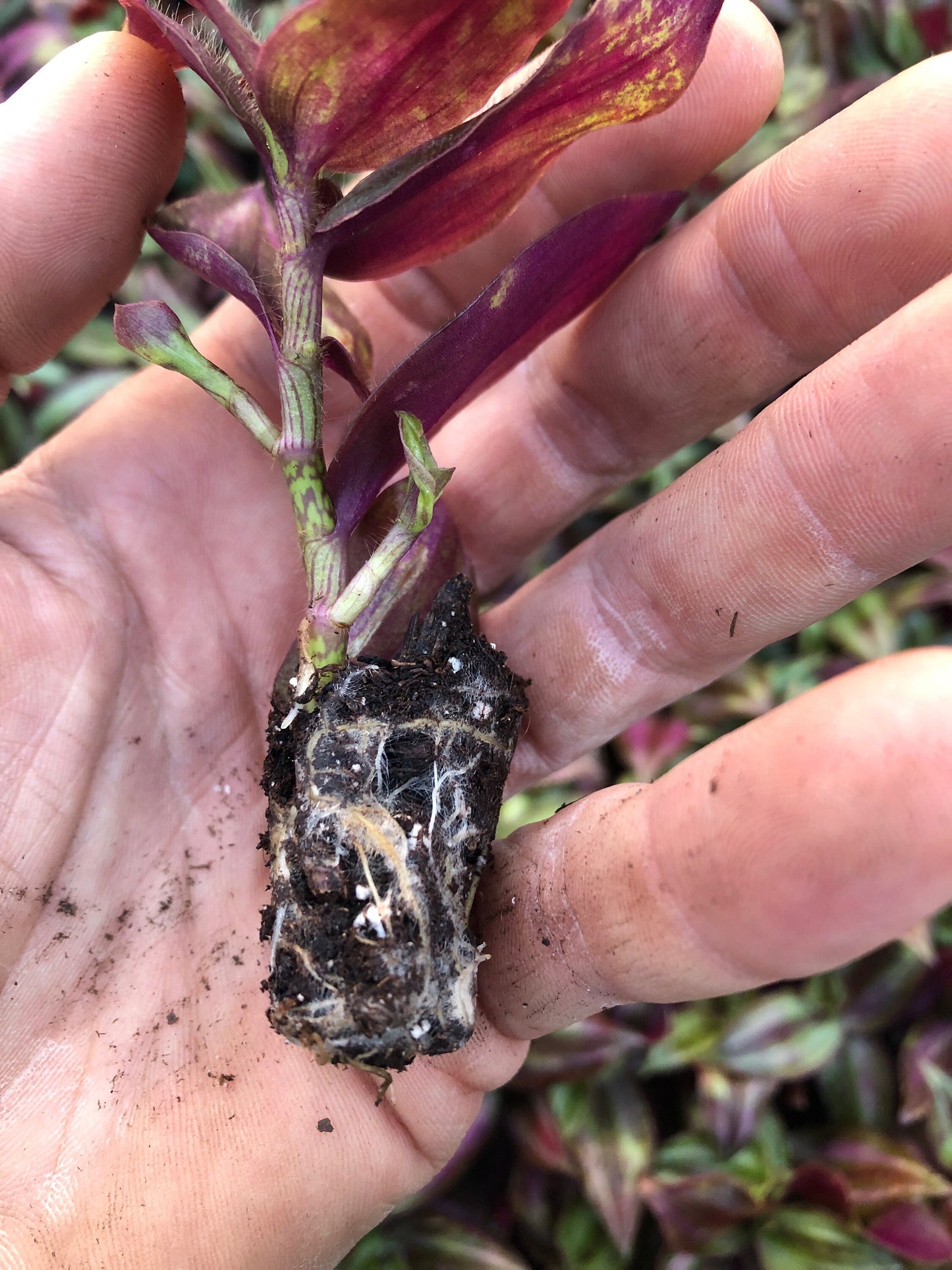 Wandering Jew Zebrina silver ~ fully rooted cuttings ~ tradescantia starter plants ~ rare inchplant